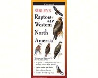 Lewersbpw127 Sibleys Raptors Of Western North America Poster