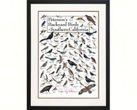 Lewersbscpt131 Petersons Backyard Birds Of Southern California Poster