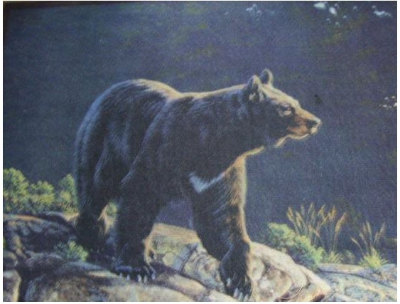 Custom Printed Rugs Bear Bear Wildlife Rug