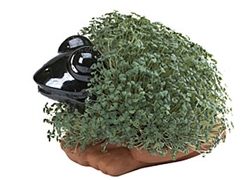 Cp039-16 Frog Chia Pet- Case Of 16