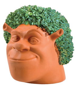 Joseph Enterprises CP 14416 Shrek Chia Pet Case of 16