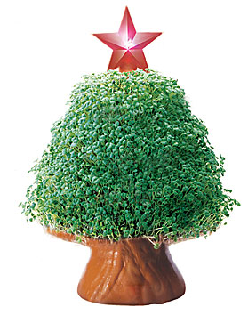 Cp037-16 Tree With Starlight Chia Pet- Case Of 16