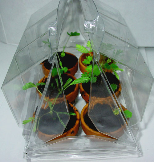 Tfg6 Deluxe Plant Family Greenhouse