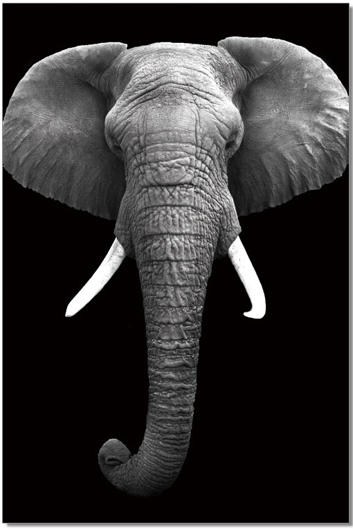 18169 Elephant Wall Art, Black & White