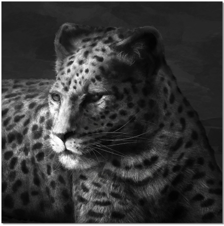 Cheetah Wall Art, Black & White