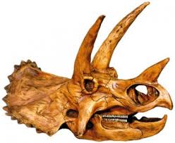 0242 Triceratops Skull