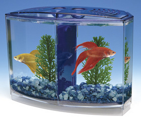 Betta Bow Front Double Tank Kit - Boxed