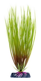 Sinker Hairgrass Small 6 In.