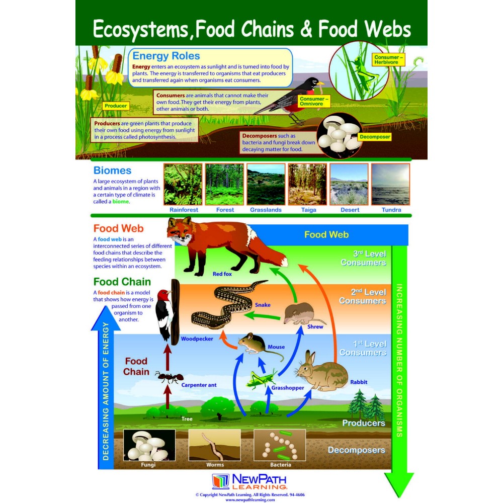 1440471 Ecosystems, Food Chains, & Food Webs Laminated Poster - 23 X 35