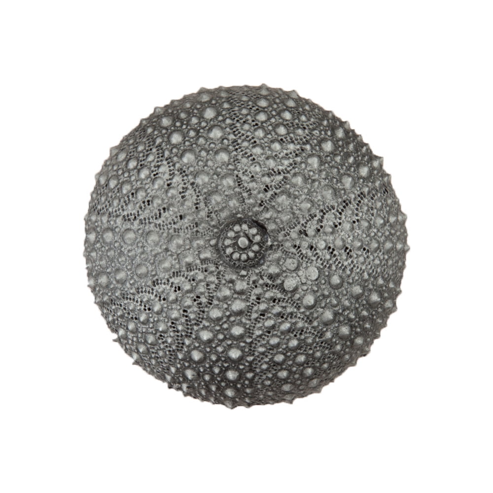 Picture of Acorn Manufacturing DP7PP Artisan Collection Sea Urchin Knob&#44; Antique Pewter