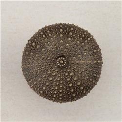 Picture of Acorn Manufacturing DP7AP Artisan Collection Sea Urchin Knob&#44; Antique Brass