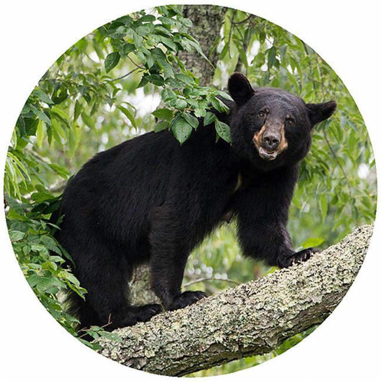 Picture of Andreas TR-BL 8 in. Bear with Leaves Trivet  Round - 3 Pack
