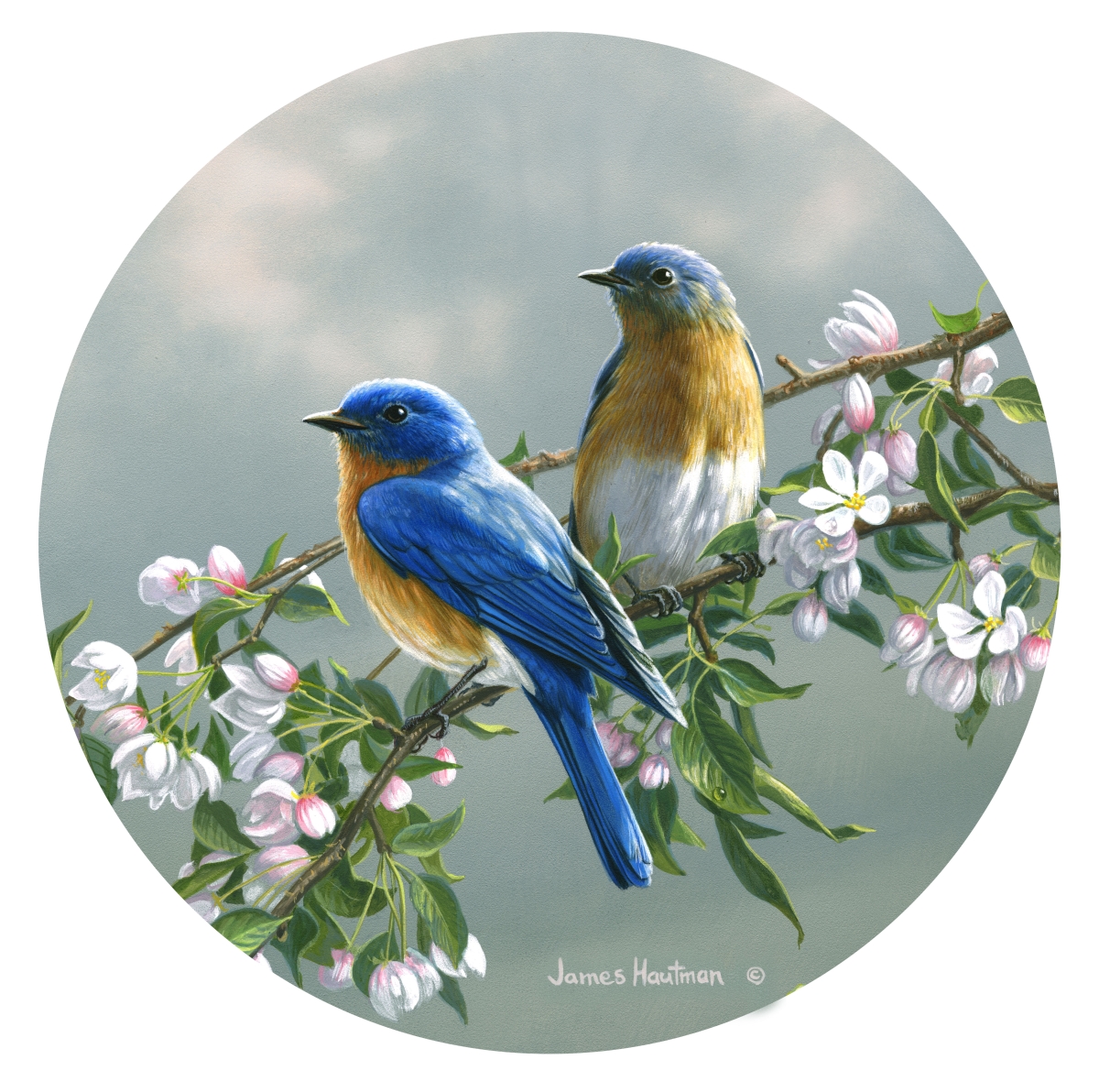 Picture of Andreas  JO-HB1131 Spring Blossom Bluebird Jar Opener (HB)
