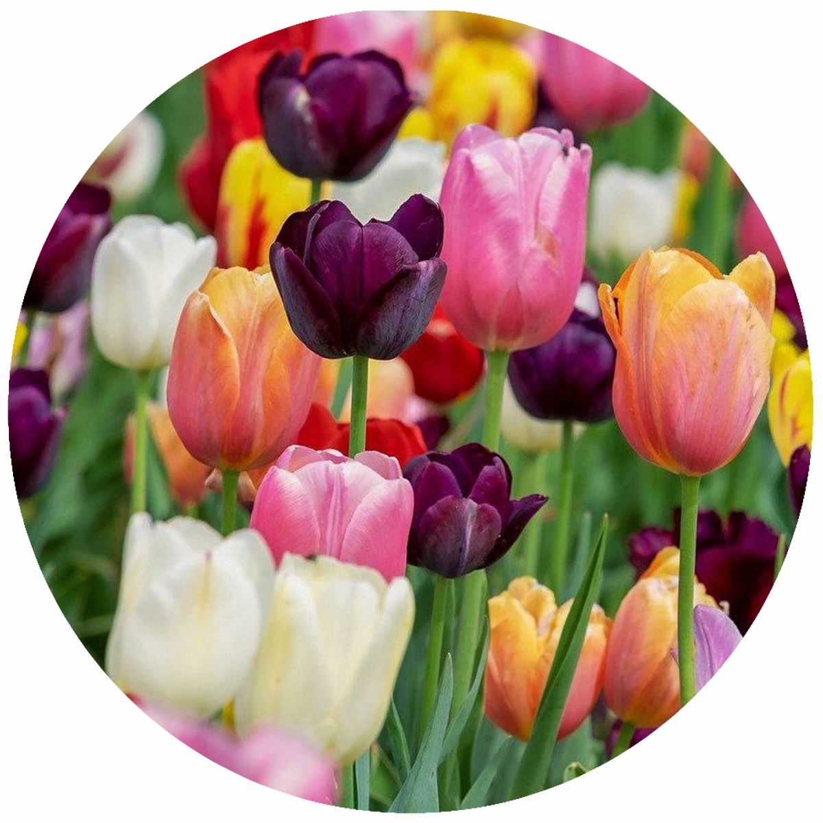 Picture of Andreas  JO-MT Multi-Colored Tulips Jar Opener