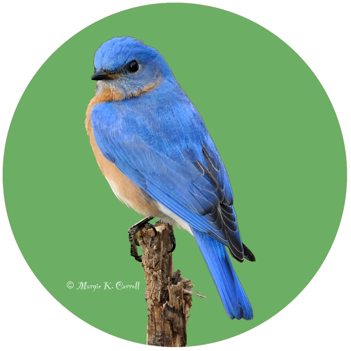 Picture of Andreas  JO-MCBB Bluebird Jar Opener
