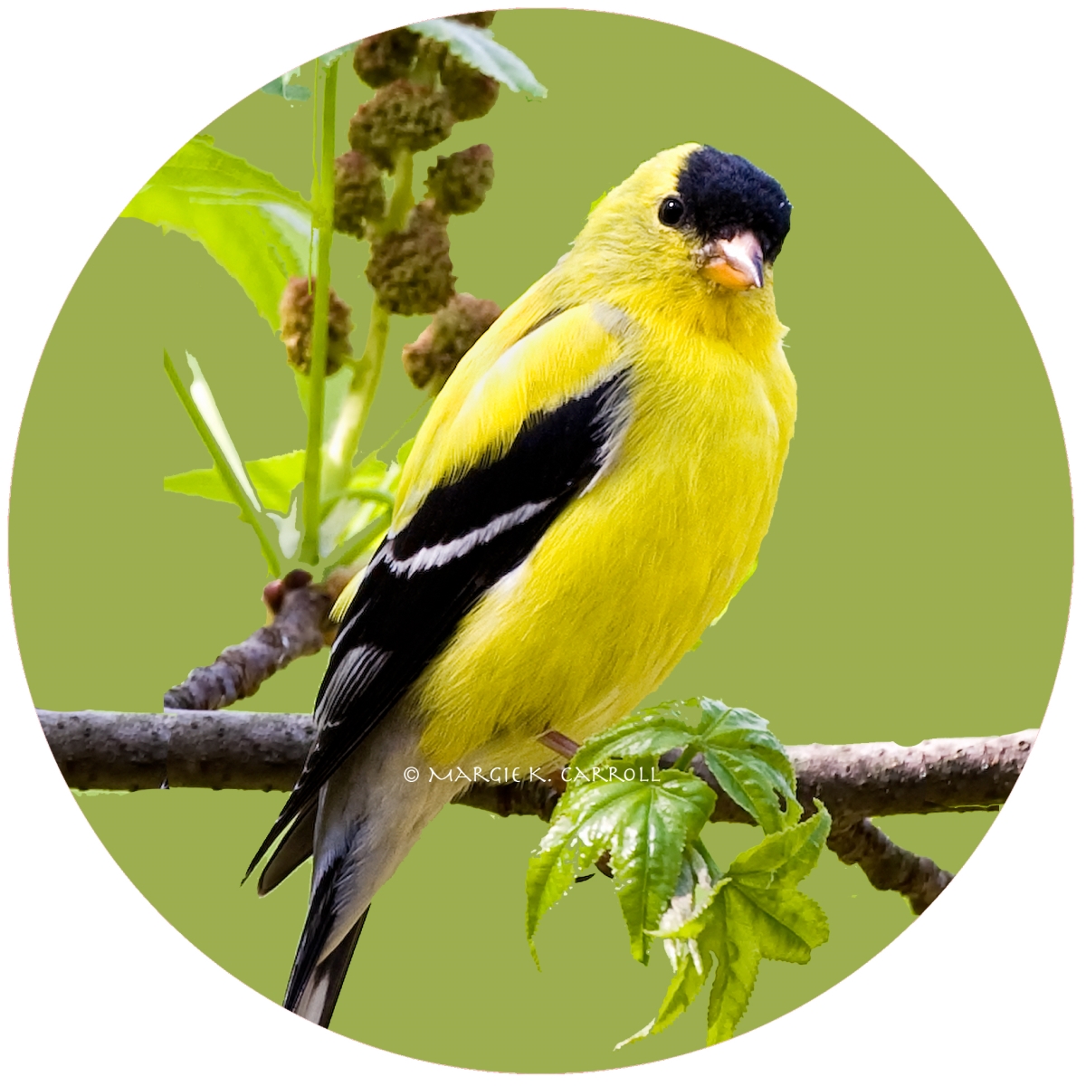 Picture of Andreas  JO-MCGF Goldfinch Jar Opener