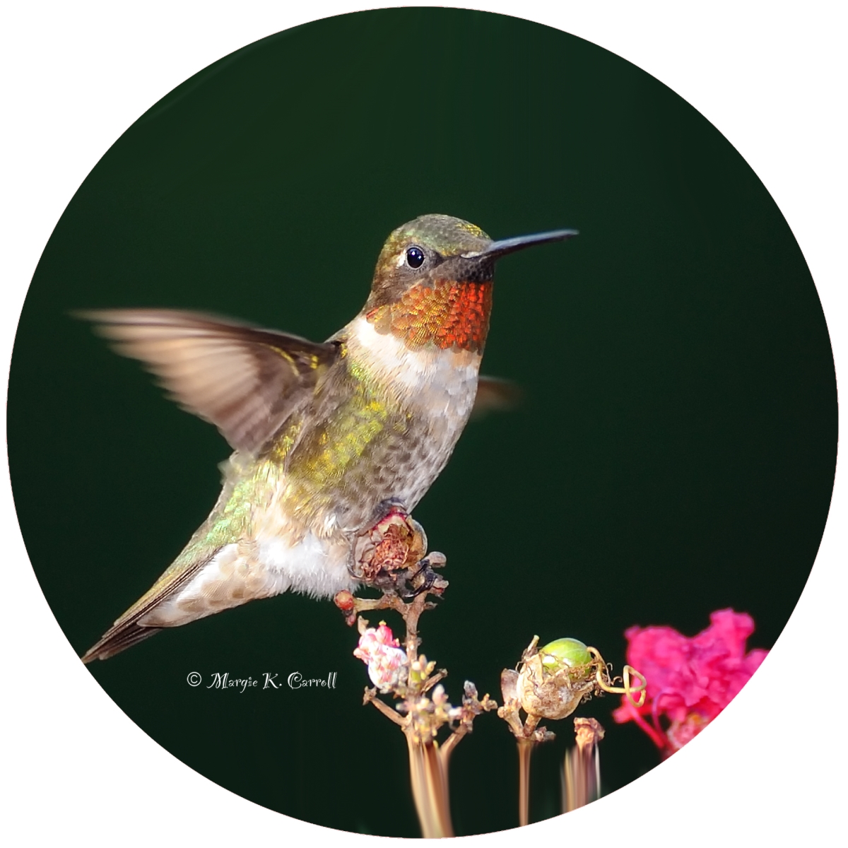 Picture of Andreas  JO-MCHB Hummingbird Jar Opener