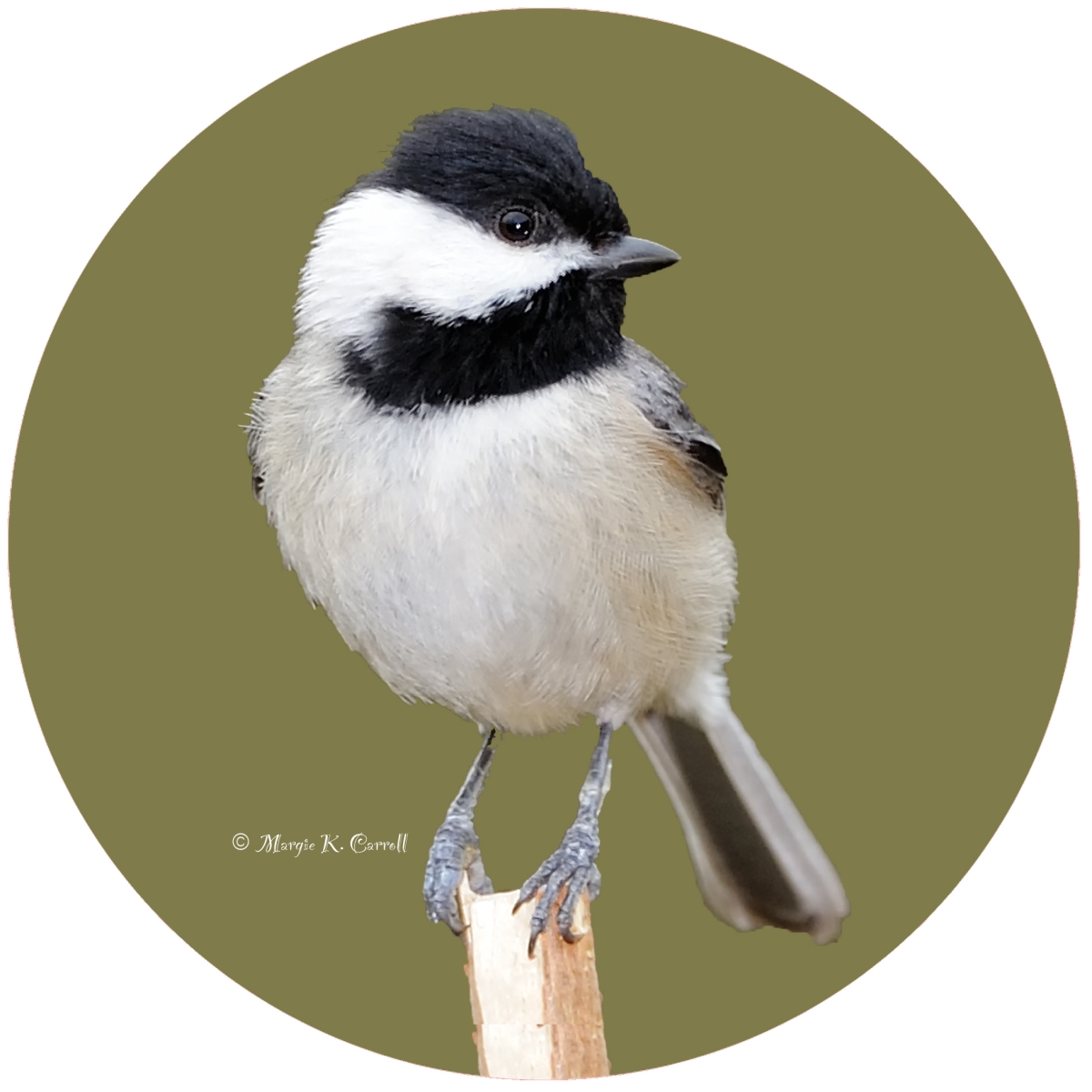Picture of Andreas  JO-MCCH Chickadee Jar Opener