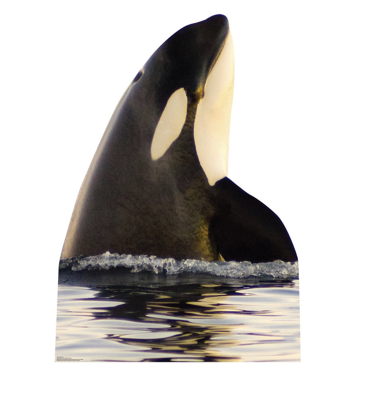 Picture of Advanced Graphics 1987 66 x 46 in. Killer Whale Cardboard Standup