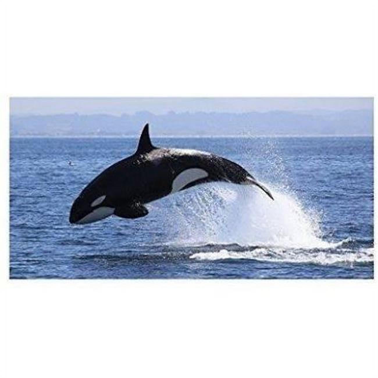 Picture of Advanced Graphics WJ1276 24 x 36 in. Killer Whale Mural Wall Decal