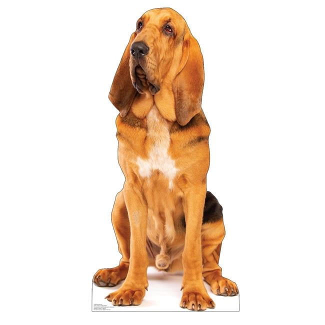 45 x 21 in. Bloodhound Life-Size Cardboard Cutout