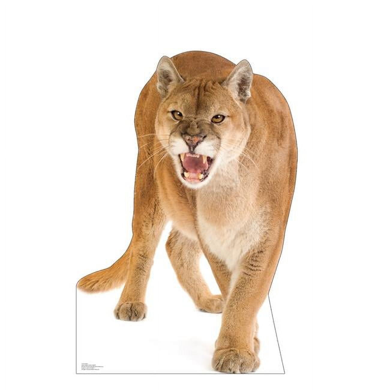45 x 31 in. Cougar Life-Size Cardboard Cutout