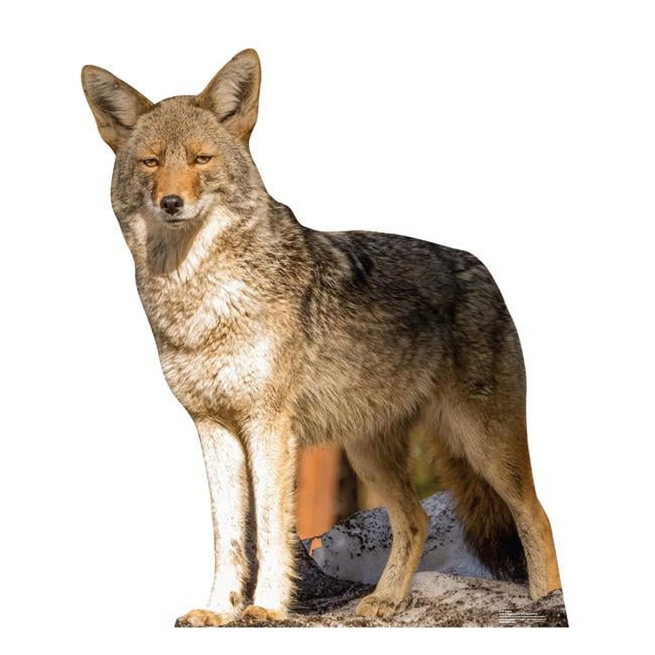 43 x 36 in. Coyote Life-Size Cardboard Cutout