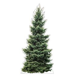 76 x 35 in. Fir Tree Life-Size Cardboard Cutout