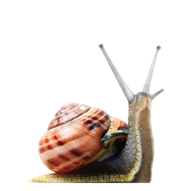 37 x 37 in. Giant Snail Life-Size Cardboard Cutout
