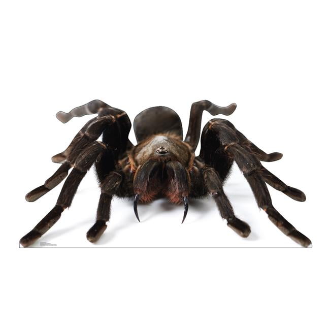 33 x 65 in. Giant Tarantula Life-Size Cardboard Cutout