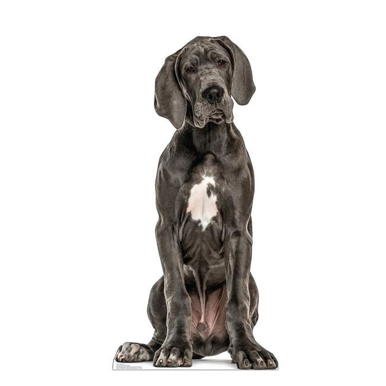 48 x 23 in. Great Dane Life-Size Cardboard Cutout