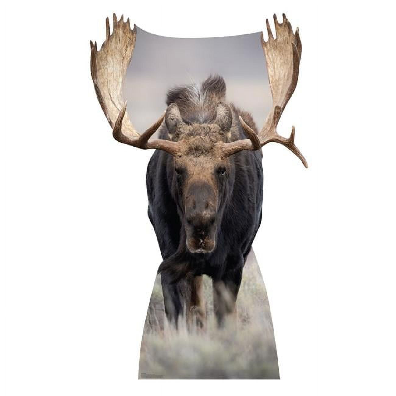 5233 63 x 37 in Moose LifeSize Cardboard Cutout