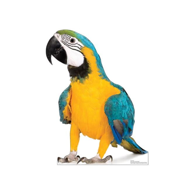 5237 30 x 23 in. Parrot Life-Size Cardboard Cutout