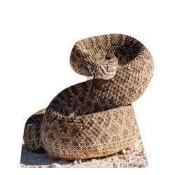 33 x 33 in. Rattlesnake Life-Size Cardboard Cutout