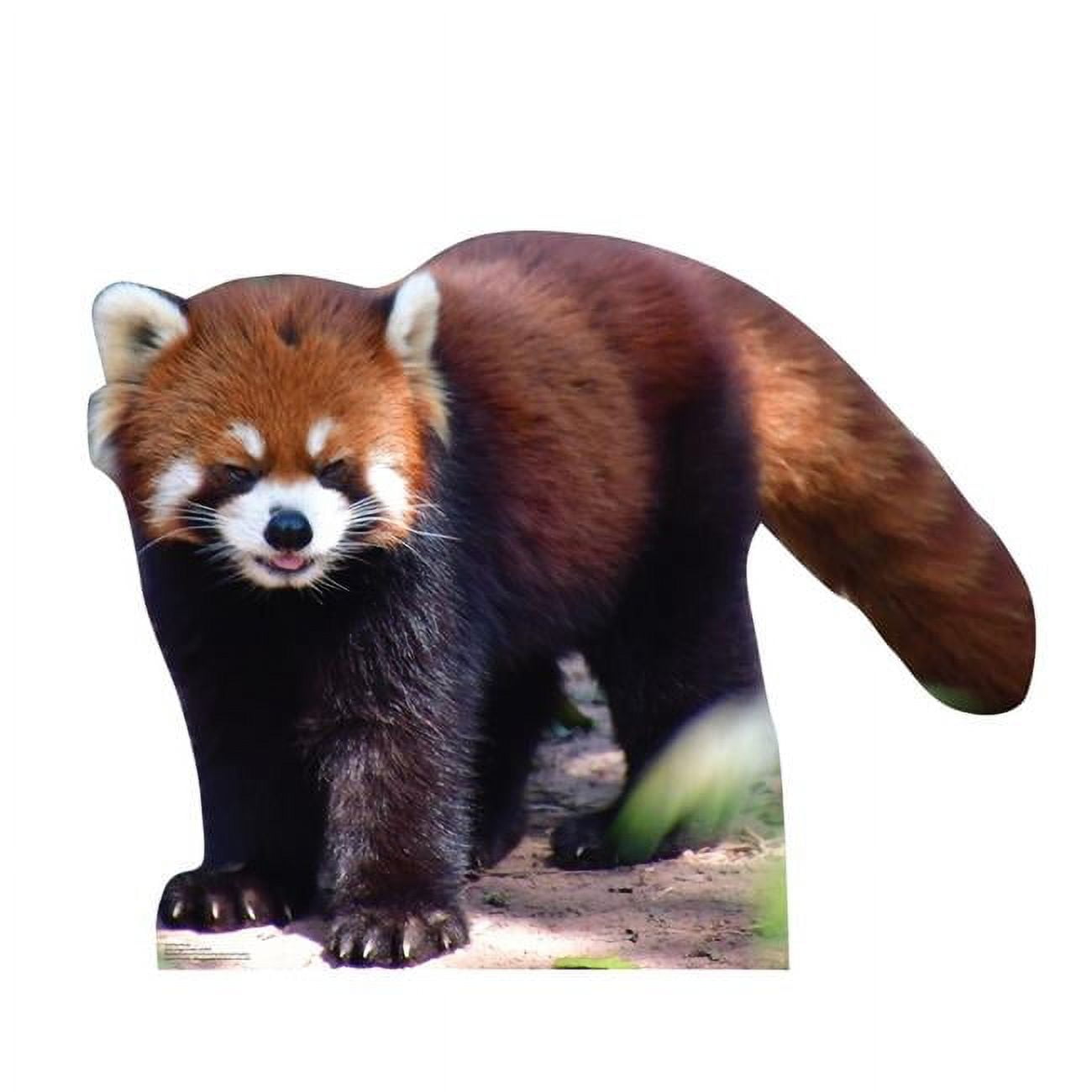 5242 32 x 41 in Red Panda LifeSize Cardboard Cutout