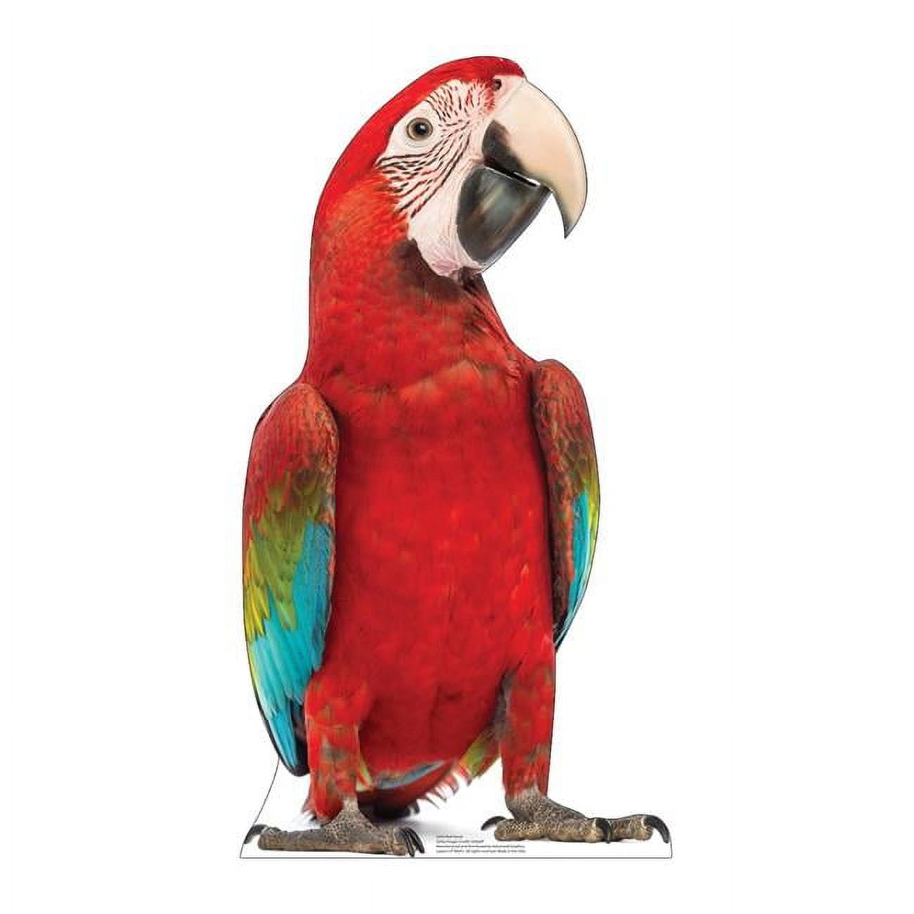5243 33 x 18 in Red Parrot LifeSize Cardboard Cutout
