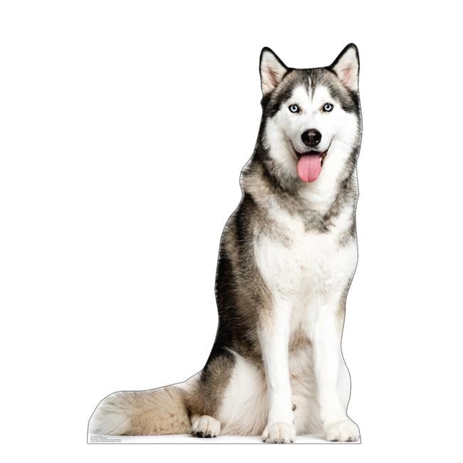 48 x 33 in. Siberian Husky Life-Size Cardboard Cutout