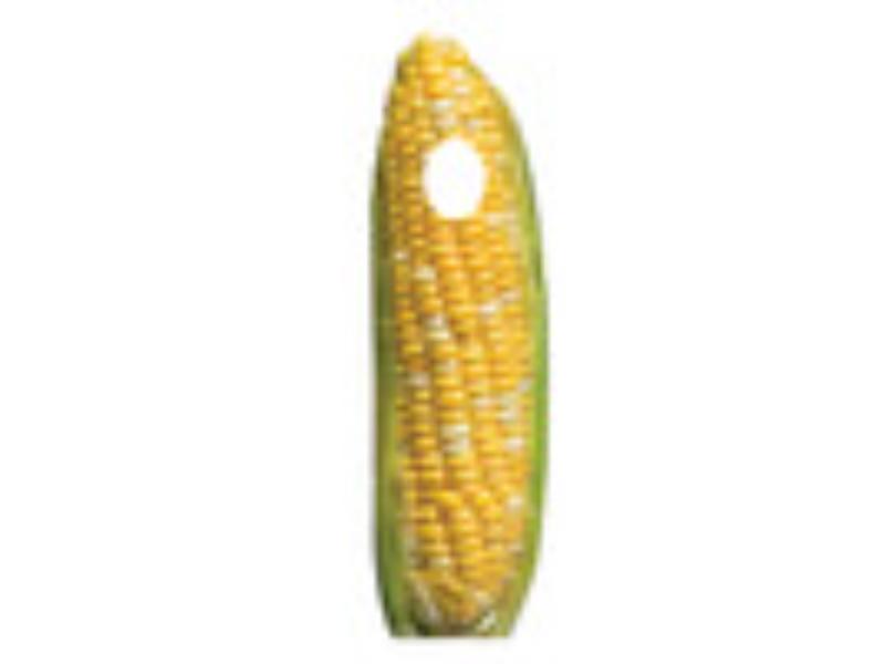 7014 Corn of Cob Cardboard Standing