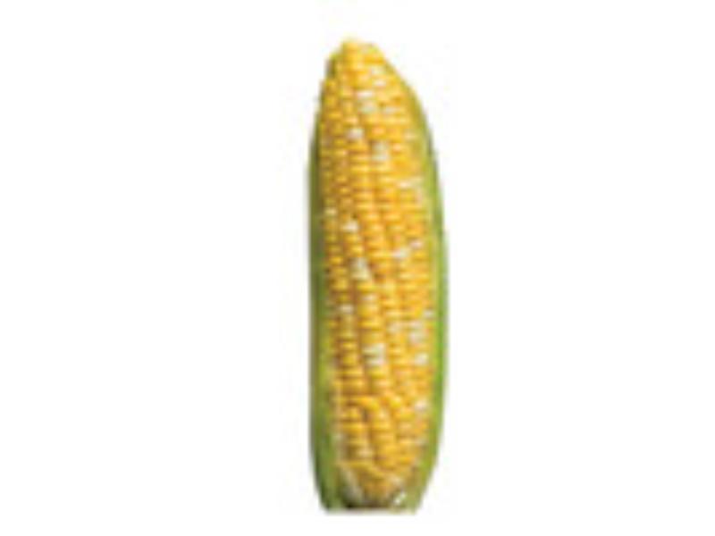 7013 Corn of Cob Cardboard Standee