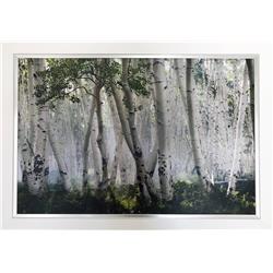 Picture of Autograph Authentic AAAPA32324 44 x 34 in. Up in the Clouds - Framed Textured Canvas by Mike Jones&#44; Birch Trees