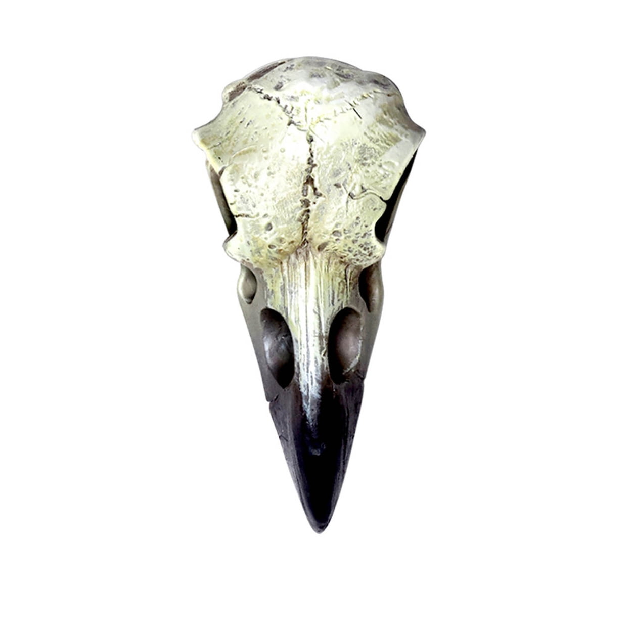 V66 Reliquary Raven Skull, Poly Resin