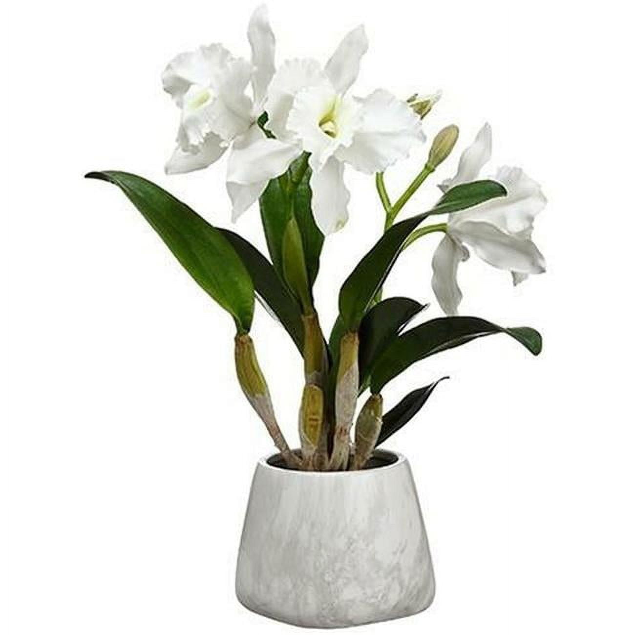 Picture of AllState Floral WF1806-WH 18 x 15.5 x 16 in. Cattleya Orchid Plant in Terra Cotta Pot, White