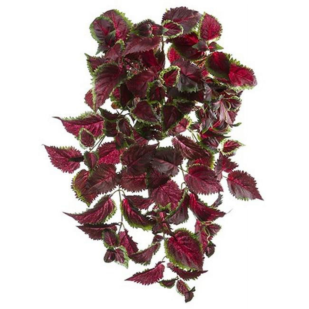 Picture of AllState Floral PBC533-BU-GR 25 in. UV Protected Coleus Bush - Burgundy Green - Pack of 6