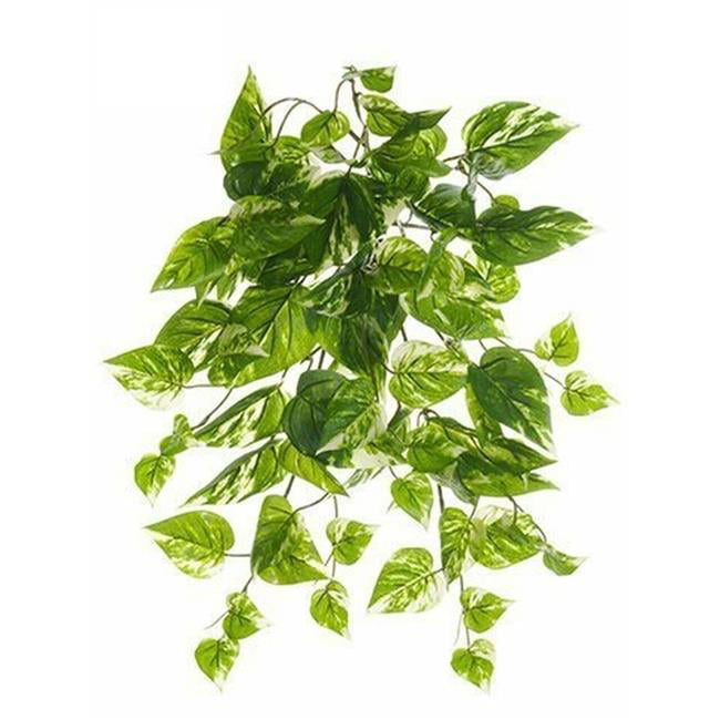 Picture of AllState Floral PBE316-GR-CR 19 in. UV Protected Pothos Bush - Green &amp; Cream - Pack of 12