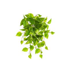 Picture of AllState Floral PBP075-GR-WH 19 in. UV Protected PVC Pothos Leaf Bush - Green &amp; White  10 Leafs - Pack of 12