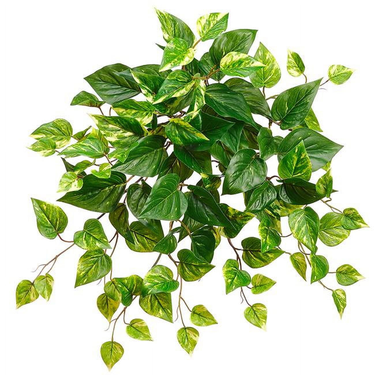Picture of AllState Floral PBP202-GR-WH 20 in. UV Protected Pothos Bush - Green &amp; White - Pack of 12
