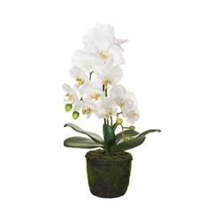 Picture of Allstate Floral & Craft LFO091-WH 19 in. Silk Phalaenopsis Orchid Flower Arrangement with Soil & Moss - White