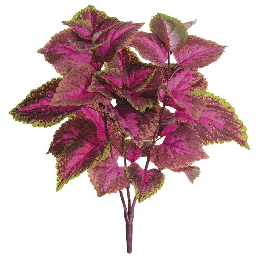 Allstate Floral PBC199-FU/GR 19' Large Leaf Coleus Bush x3