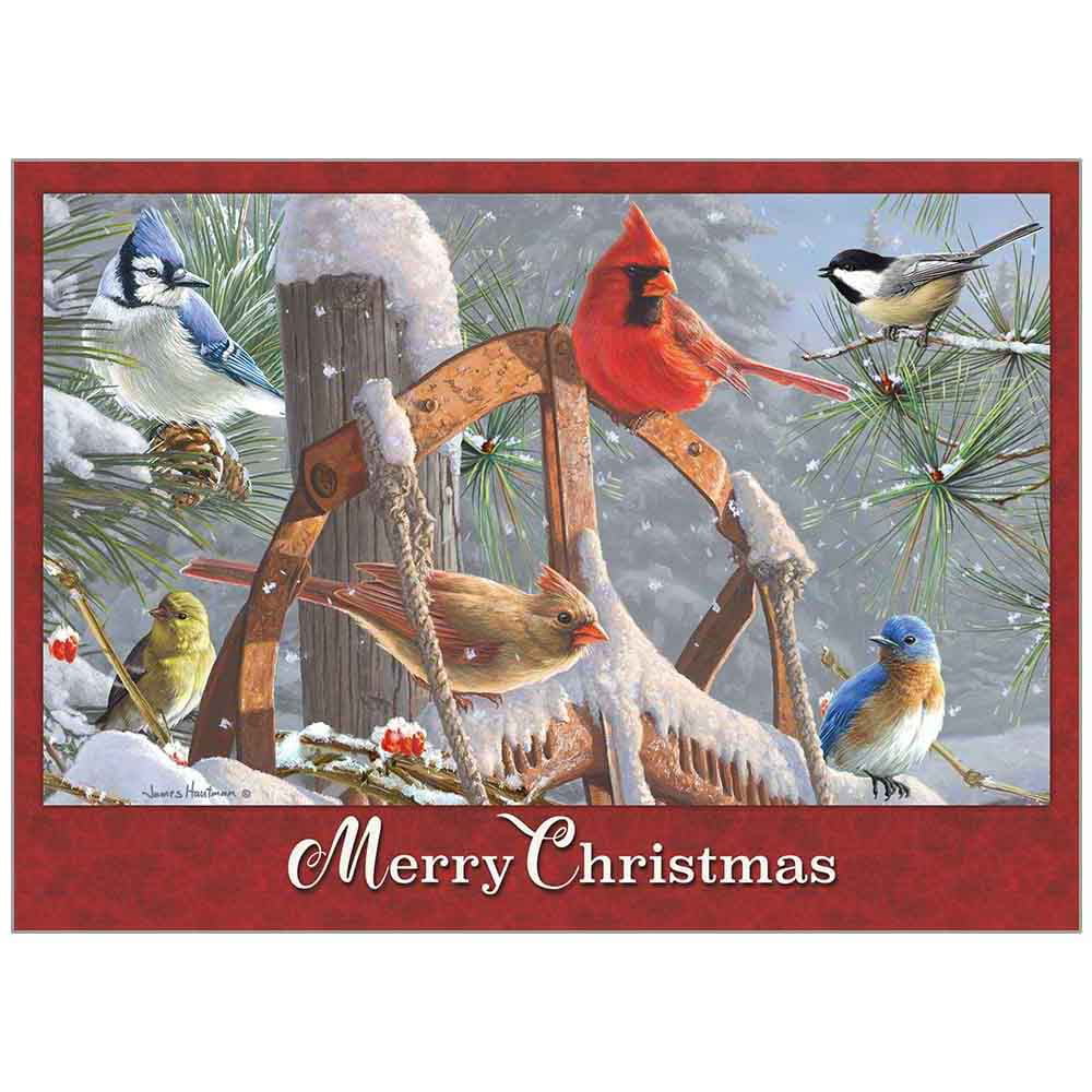Fresh Snow John 1-16 NLT Card, Box of 20