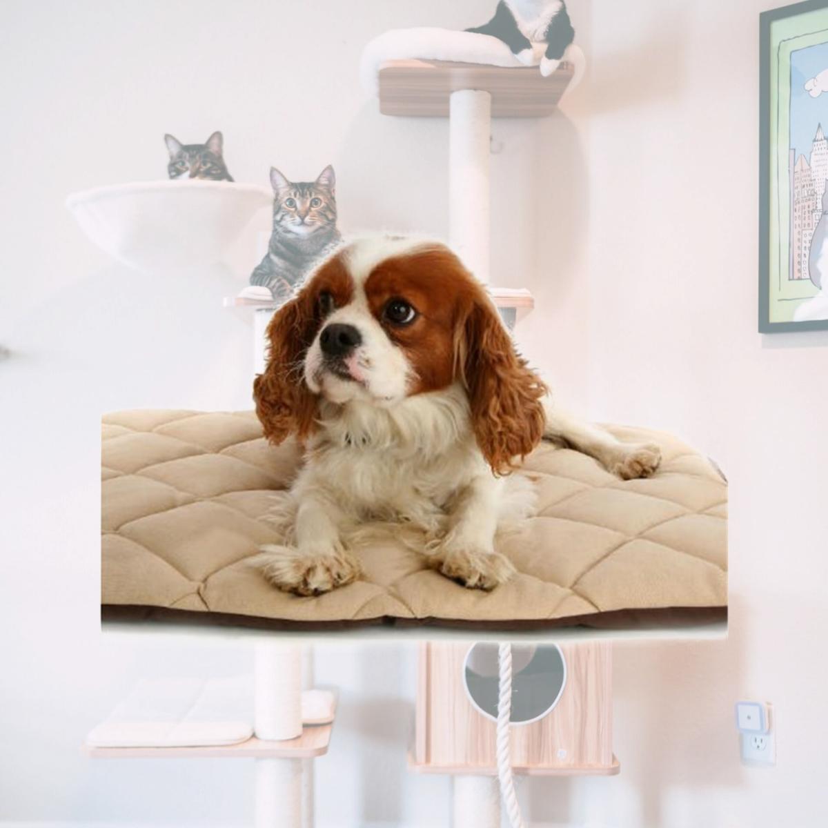Picture of American Pet Diner 100FLLQC020 Flectabed Q 26 in. x 20 in. - Cream
